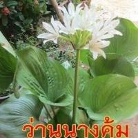 ราคา ว่านนางคุ้ม Proiphys amboinensis 3 หัว ว่านผู้เฒ่าเฝ้าบ้าน หรือ ว่านนกคุ้ม (7263169878)
