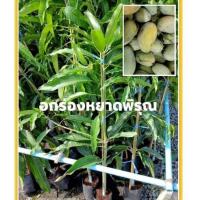 ราคา มะม่วงอกร่องหยาดพิรุณ หรืออกร่องใหญ่ พันธุ์แท้ 100% (20406607786)
