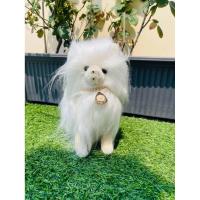 ราคา ตุ๊กตาสุนัขปอมเมอเรเนียนสีขาว เป็นงานวินเทจ(ตำหนิ จมูก ลิ้นหาย) (44709127279)