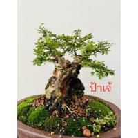 ราคา เกล็ดปลาหมอบอนไซไม้ดัด (28812056971)