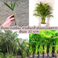 ราคา ต้นกล้าหมากเหลือง หมากเหลือง ส่งแบบถอดราก 5 ต้น (15993235565)