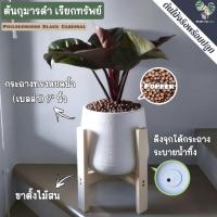ราคา ♣️ต้นกุมารดำเรียกทรัพย์ "ต้นไม้มงคล"(Philodendron Black Cardinal) พร้อมกระถางครบชุดพร้อมปลูก PLANT_FOR_YOU (11744725242)