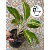 ราคา ต้นรวยล้นฟ้า/อโกลนีมา Aglaonema sp. ‘Ruaylonfa (22446016348)