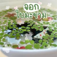 ราคา จอกใบมะขาม พืชลอยน้ำขนาดเล็ก ไม้น้ำสำหรับตกแต่งอ่างปลา อ่างบัว ตู้ปลา (15097415675)