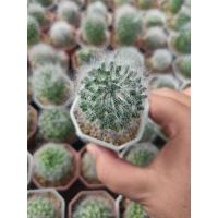 ราคา แมมขนแมว โบคาซาน่า Mammillaria bocasana (21317349699)