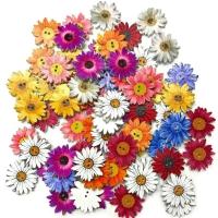 ราคา 50PCS Daisy ดอกไม้รูปปุ่มไม้ 2 หลุมปุ่มเย็บผ้าเสื้อผ้าเย็บสมุดภาพ DIY หัตถกรรมอุปกรณ์เสริม Decor (41512485857)