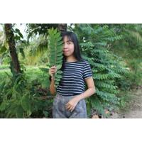 ราคา เสื้อยืดมือสอง(AIIZ) (3549052374)