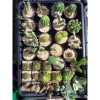 ราคา กระบองเพชร แคสตัส ราคาถูก แข็งแรง (6774406630)