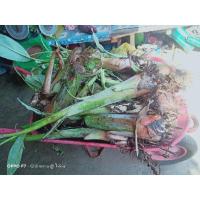 ราคา หน่อกล้วยน้ำว้า พันธุ์มะลิอ่อง กล้วยน้ำว้า กล้วย อัพเดท จัดส่งทุกวัน (6480603549)