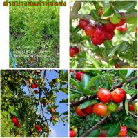 ราคา (ขาย ต้นพันธุ์) ต้น ต้นเชอรี่ไทย หรือ อะเซโรล่า เชอรี่ ( Acerola cherry ) ต้นเชอรี่ เชอรี่ fadel (13517126023)