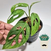 ราคา พลูฉลุอินโดด่าง Monstera Adansonii Indonesia Variegated พลูฉลุด่างอินโด (18501147262)