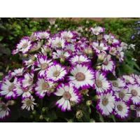 ราคา ต้นพันธุ์ ดอกผีเสื้อ ถุงดำพร้อมปลูก 29บาท หรือ Dianthus ดอกสวยงามสะดุดตา สื่อถึงความแข็งแกร่ง ความหวัง และการปรับตัวได้ (52003278535)