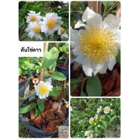 ราคา ต้นไข่ดาว ไข่ดาว ดอกไข่ดาว (29573912825)