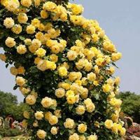 ราคา 20 เมล็ด กุหลาบ สายพันธุ์ อังกฤษ เลื้อย สีเหลือง ดอกใหญ่ Rose Seeds (6168985217)