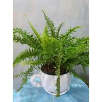 ราคา เฟิร์นบอสตันBoston Fern (9271822328)
