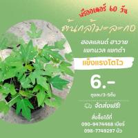 ราคา ต้นกล้ามะละกอฮอลแลนด์/ฮาวาย/แขกดำ/แขกนวล (27129754990)