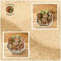 ราคา ไลทอป จัดชุดคละสายพันธุ์ในกระถาง3นิ้ว Lithops ไม้อวบน้ำ ก้อนหินมีชีวิต (51700216282)