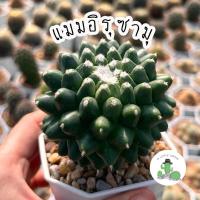 ราคา A Little cactus| แคคตัส กระบองเพชร แมมอิรุซามุ (26525194630)