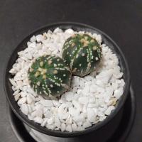 ราคา แอสโตรแฝด ในกระถางปากแตร 4 นิ้ว แอสโตรไฟตัม แคตตัส #5 (Astrophytum nudum) (42011398626)