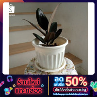 ราคา ต้นยางอินเดียดำ ต้นยางอินเดียด่าง ไม้ฟอกอากาศ (12505064517)