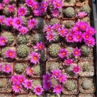 ราคา Mammillaria schumannii (แมมชูแมน) (5120774056)