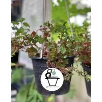 ราคา วอเตอร์เครสแดง (Watercress)สลัดน้ำ (8783450535)