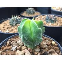 ราคา แคคตัส แอสโตรไฟตัม มายริโอกิกโกะด่าง (6446804470)