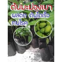ราคา ต้นมะม่วงเบา ผลดก ต้นโตเร็ว ทนโรค ดูเเลง่าย พันธ์ใต้แท้ (29901333252)