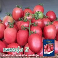 ราคา เมล็ดมะเขือเทศสีดา เพชรรุ่ง 2 CHIA TAI เจียไต๋ สีดาลูกผสม มะเขือเทศส้มตำ 4,000เมล็ด ทรงผลสวย เนื้อแน่นแข็ง ผลผลิตสูง (3885233378)
