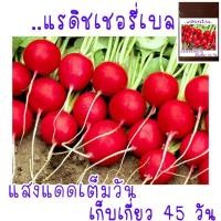 ราคา 200 เมล็ด เมล็ด​พันธุ์​ แรดิชเชอร์รี่​เบล​ Radish​ เมล็ดพันธุ์แรดิช (7538477076)