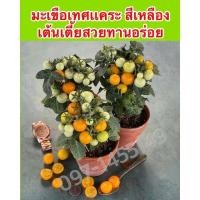 ราคา เมล็ดมะเขือเทศแคระสีเหลืองต้นเตี้ยมะเขือเทศพุ่ม Dwarf Potted Tomato Original ***ศึกษาวิธีการเพาะได้ในรายละเอียดสินค้า** (10378292485)