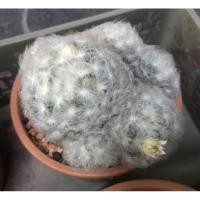 ราคา กระบองเพชร แคคตัส แมมขนนกขาว แมมมิลาเรีย Mammillaria plumosa (4769107224)