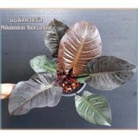 ราคา ต้นกุมารดำเรียกทรัพย์//แบล็คคาดินัล ฟิโลเดรนดรอน Philodendron Black Cardinalใบสีแดงเข้มเกือบดำ กระถาง 11นิ้ว (6234731882)