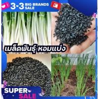 ราคา เมล็ดพันธุ์หอมแบ่ง เมล็ดพันธุ์หอมหอมแบ่งเมล็ด หอมนครพนม ริมโขง200เมล็ด 50บาท พันธุ์แท้จากไร่ สามารถต่อยอดขยายพันธุ์ได (14661505985)