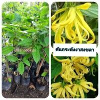 ราคา ต้นกระดังงาสงขลา กระดังงาสงขลา (42902582901)