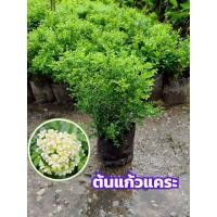 ราคา ต้นแก้วแคระ ไม้มงคลเสริมโชคลาภ ดอกสีขาวกลิ่นหอม ปลูกง่าย (46004867954)