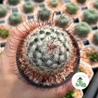 ราคา A Little cactus| แคคตัส กระบองเพชร แมมบอมไบ (21200682837)
