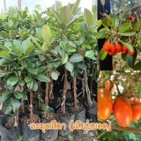 ราคา ต้นละมุดสีดา (เสียบยอด) สูง 60-90 ซม. ผลไม้โบราณหาทานยาก รสชาติหวานกรอบ (43259898259)