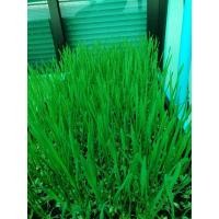 ราคา ต้นอ่อนข้าวสาลี Wheatgrass (5268409254)