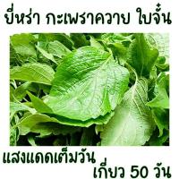 ราคา 100 เมล็ด เมล็ดพันธุ์ยี่หร่า กะเพราควาย ใบจั๋น ใบจันท์ (19200439075)