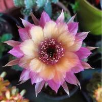 ราคา กระบองเพชร cactus หน่อเด็ดสด Echinopsis (Wintera) อิชินอปซิส กระบองเพชร แคคตัส (7789907440)