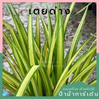 ราคา ต้นต้นเตยด่าง กระถาง 5 นิ้ว (26503725492)