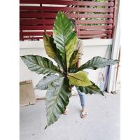ราคา โชคเก้าชั้นด่าง โชคเก้าชั้นดำด่างชมพู ต้นใหญ่ ส่งต้นจริงตามภาพ (11011389070)