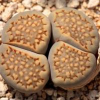 ราคา 20 เมล็ด ไลทอป Lihops Seeds พืชอวบน้ำ ไม้ก้อนหิน สายพันธุ์ Lithops hallii C094 (47408981455)