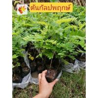 ราคา ต้นกัลปพฤกษ์​ กัลปพฤกษ์​ต้นไม้​มงคล​ สูง​ 15-25​ ซม. (12032262959)