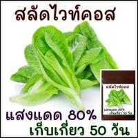 ราคา เมล็ด​พันธุ์​ สลัด​ ไวท์คอส​(White​ Cos​ lettuce)​100เมล็ด​ (6340289254)