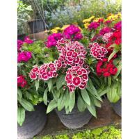 ราคา Sweet William / Dianthus Barbatus สวีทวิลเลี่ยม ดอกผีเสื้อช่อ ไม้ดอก ทานได้ Edible’s flowers นิยมใช้ตกแต่งจานอาหาร (54958184606)