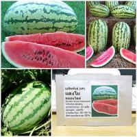 ราคา เมล็ดพันธุ์ แตงโม คลอนไดค์ (Klondike Striped Watermelon Seed) บรรจุ 20 เมล็ด คุณภาพดี ของแท้ 100% (3218868857)
