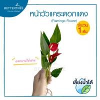 ราคา หน้าวัวแคระ(ดอกแดง) (จำนวน 1 ต้น)เลี้ยงน้ำได้ ต้นไม้มงคล ต้นไม้ฟอกอากาศ (42056727276)