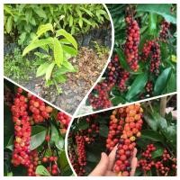ราคา ต้นหมากเม่า ต้นมะเม่า พันธุ์มะเม่าหลวง ภูพาน ผลรับประทานได้ สูง 80- 100 ซม. (27106959228)